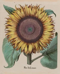 Niezidentyfikowany artysta - Duży słonecznik (Flos Solis Maior), płyta 1 z części 5, B. Besler, Hortus Eystettensis, 1713 edytuj...